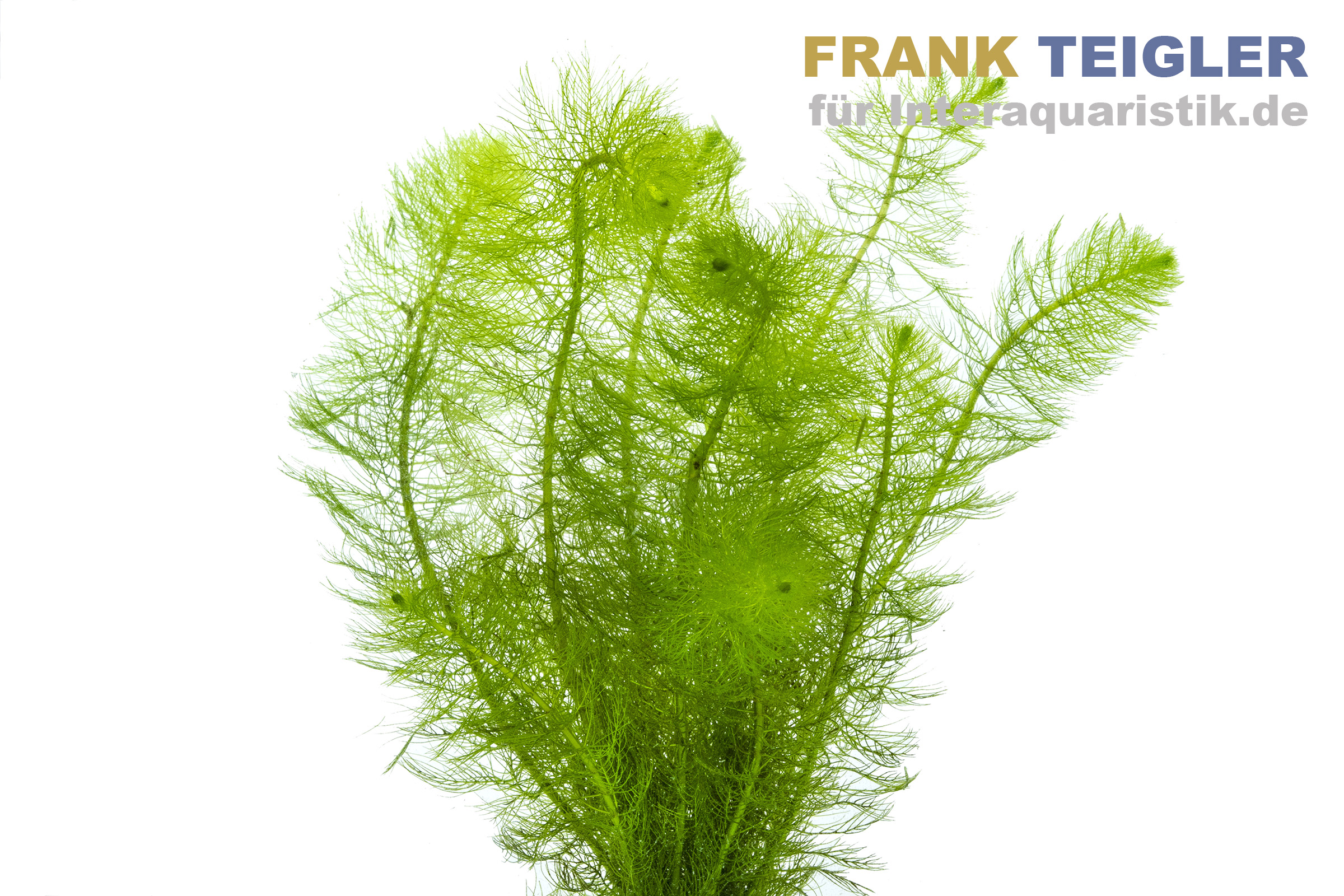 Gefiedertes Tausendblatt, Myriophyllum scrabatum, im Bund